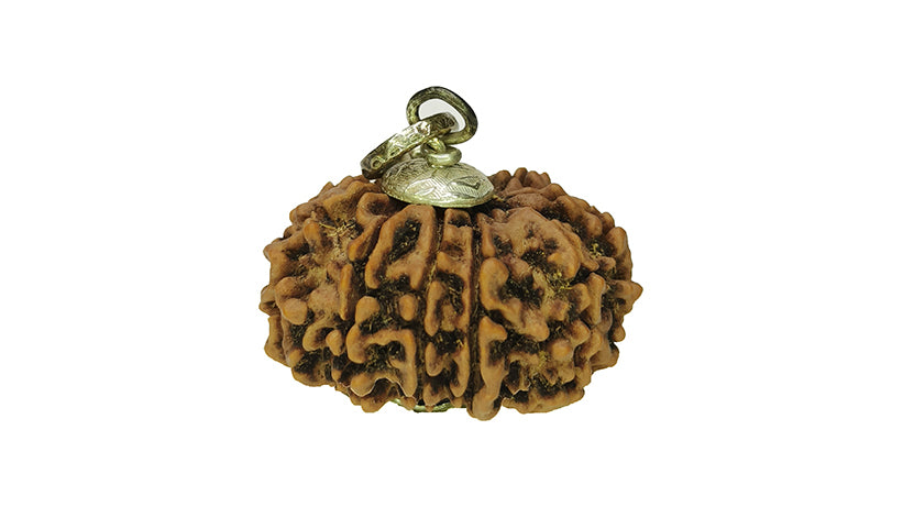 11 Mukhi Rudraksha