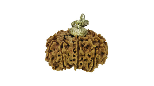 11 Mukhi Rudraksha