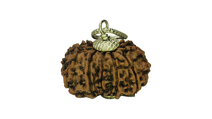 11 Mukhi Rudraksha