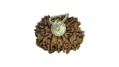 11 Mukhi Rudraksha