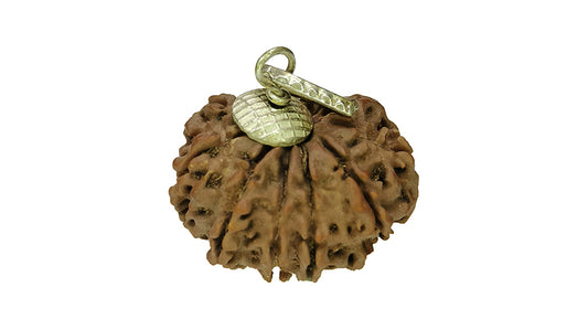 11 Mukhi Rudraksha