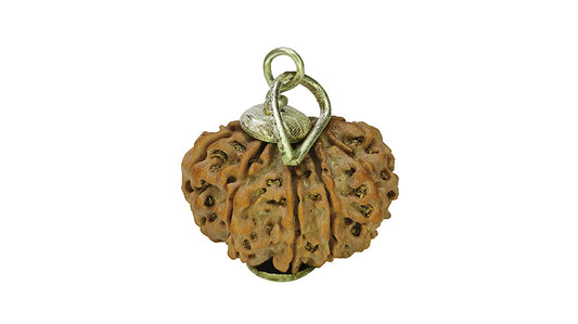 11 Mukhi Rudraksha