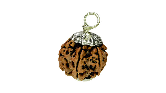 7 Mukhi Rudraksha