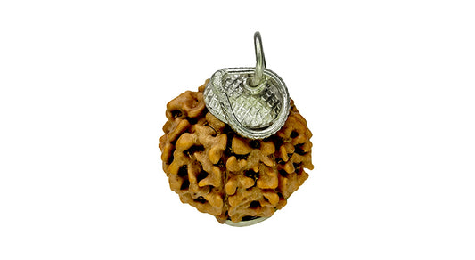 8 Mukhi Rudraksha