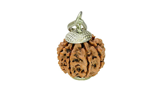 8 Mukhi Rudraksha