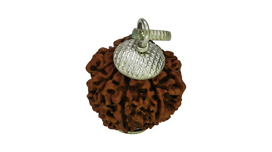 8 Mukhi Rudraksha