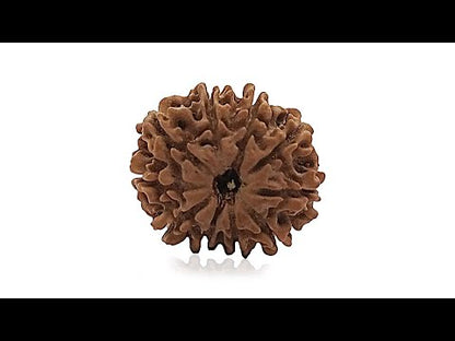 10 Mukhi Rudraksha