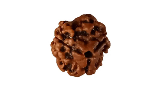 3 Mukhi Rudraksha
