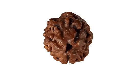 3 Mukhi Rudraksha