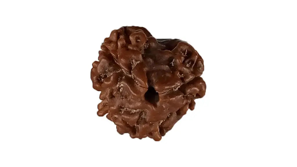 3 Mukhi Rudraksha