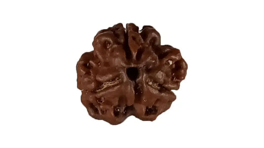 3 Mukhi Rudraksha