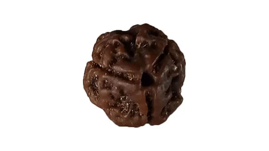 3 Mukhi Rudraksha