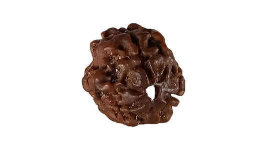 3 Mukhi Rudraksha