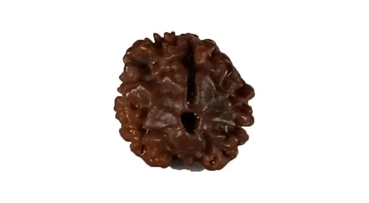 3 Mukhi Rudraksha