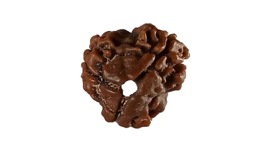 3 Mukhi Rudraksha