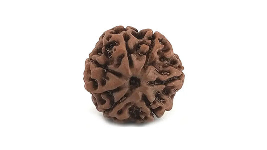 7 Mukhi Rudraksha