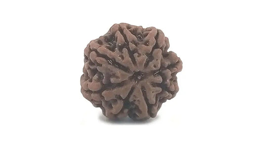 8 Mukhi Rudraksha
