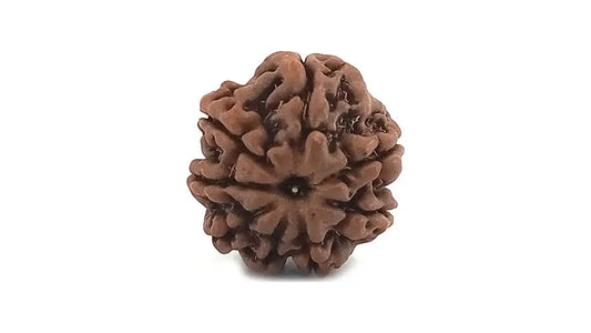 8 Mukhi Rudraksha