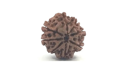 8 Mukhi Rudraksha