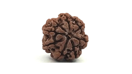 8 Mukhi Rudraksha