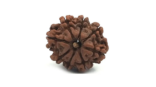 8 Mukhi Rudraksha