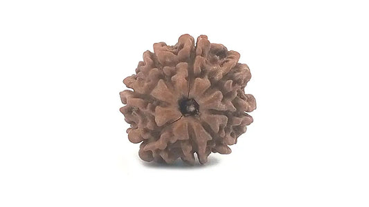 8 Mukhi Rudraksha