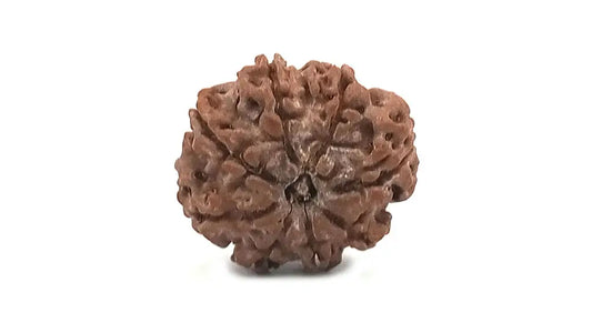 8 Mukhi Rudraksha