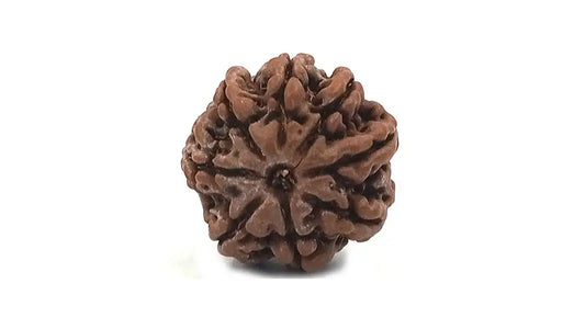 8 Mukhi Rudraksha