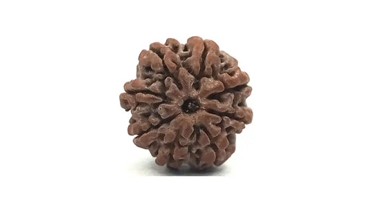 8 Mukhi Rudraksha