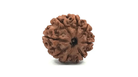 8 Mukhi Rudraksha
