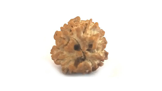 3 Mukhi Rudraksha