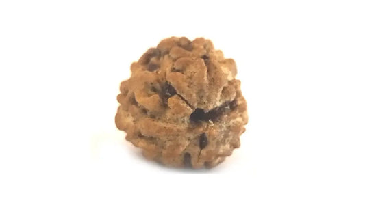 3 Mukhi Rudraksha