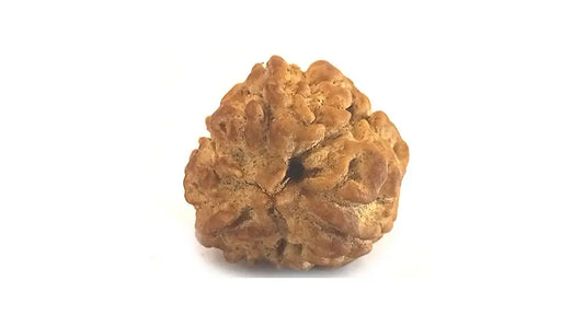 3 Mukhi Rudraksha