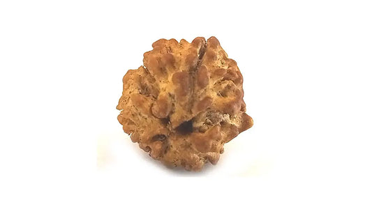 3 Mukhi Rudraksha