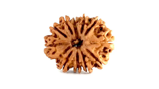 11 Mukhi Rudraksha