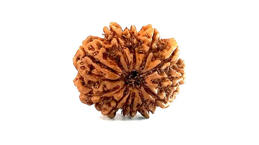 11 Mukhi Rudraksha