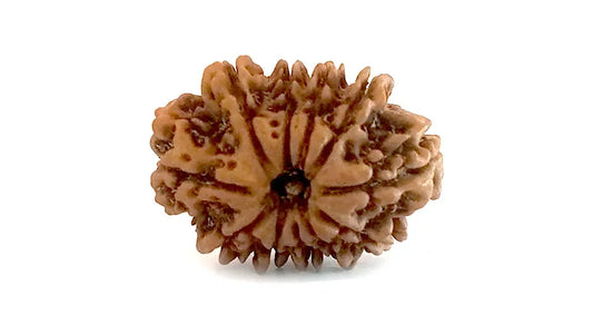 11 Mukhi Rudraksha