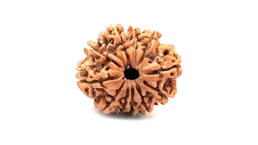 11 Mukhi Rudraksha