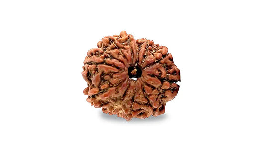 11 Mukhi Rudraksha