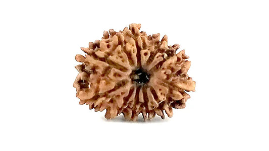 11 Mukhi Rudraksha