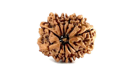 11 Mukhi Rudraksha