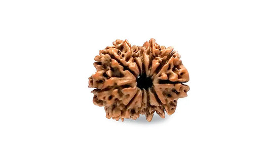 11 Mukhi Rudraksha