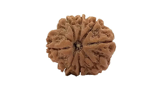 8 Mukhi Rudraksha