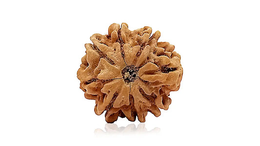 8 Mukhi Rudraksha