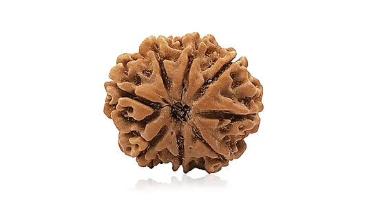 8 Mukhi Rudraksha