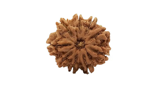 9 Mukhi Rudraksha