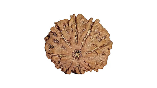 8 Mukhi Rudraksha