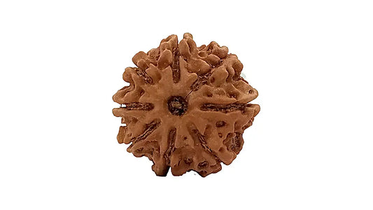 8 Mukhi Rudraksha
