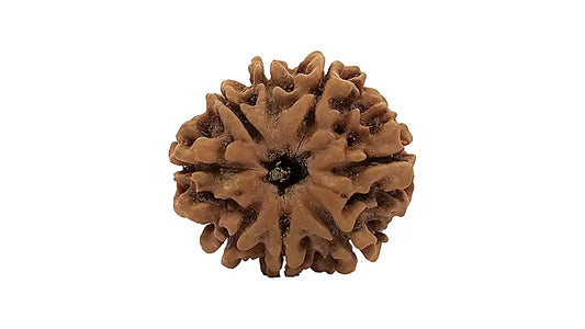 8 Mukhi Rudraksha