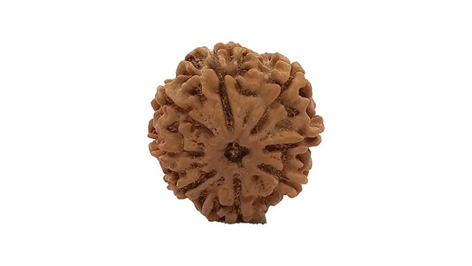 8 Mukhi Rudraksha